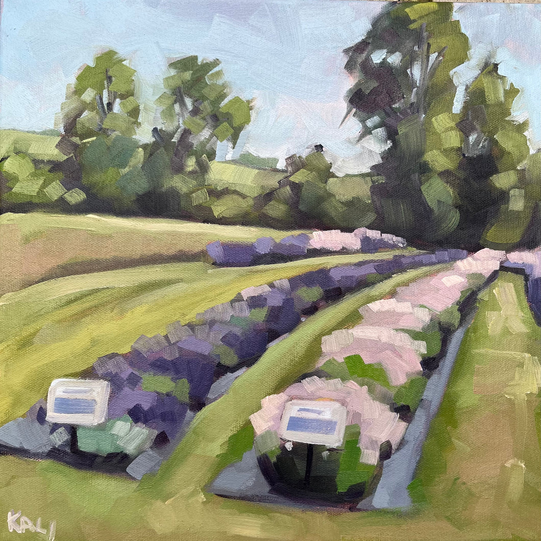 Lavender Fields